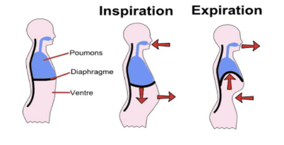 respiration abdominale